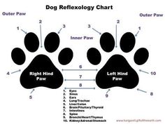 a diagram showing the different types of dogs'paws