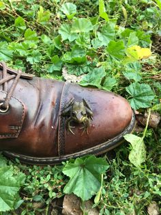 a brown shoe with a frog on it laying in the grass