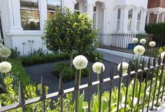 some white flowers are in the middle of a black and white fenced garden area