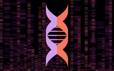 an image of a purple and orange double - stranded structure on a black background