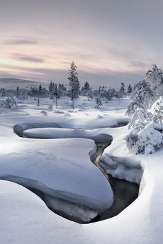 snow covered trees and water in the middle of a snowy field with small stream running through it