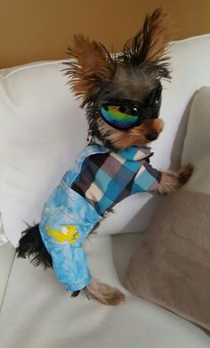 a small dog with sunglasses on sitting on a white couch wearing a shirt and jeans