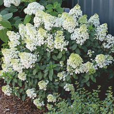 the white flowers are blooming on the bush next to the blue fence in the garden