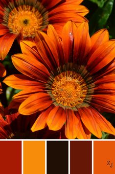 an orange and brown color scheme with flowers