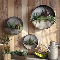 three metal plates with succulents and plants on them