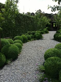 a gravel path lined with bushes and rocks