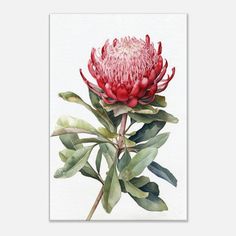 a red flower with green leaves on a white background is featured in this watercolor painting