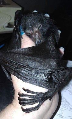 a small bat is wrapped around someone's leg and has it's eyes closed