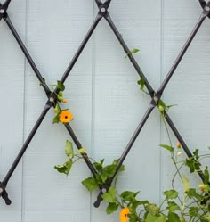 some yellow flowers are growing on the side of a building with iron bars and trelliss