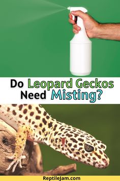 a hand holding a spray bottle with a leopard gecko on it and the words do leopard geckos need misting?