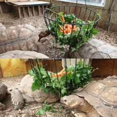 two tortoises and some carrots in a basket on top of each other