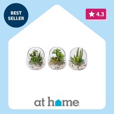 three glass vases filled with plants on top of a blue and white sign that says best seller at home