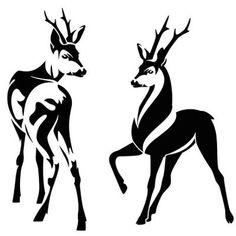 two black and white deers standing side by side