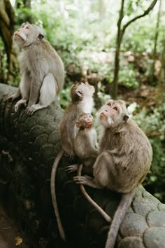 three monkeys sitting on top of a log in the woods