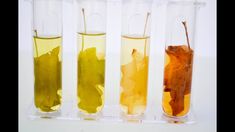 three test tubes filled with different colored liquids and leaf shaped leaves next to each other