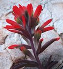 a small red flower sitting on top of a rock