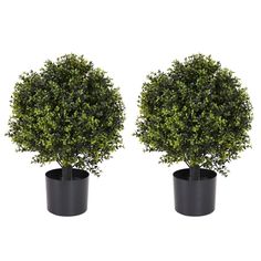 two potted plants are shown side by side in front of each other on a white background