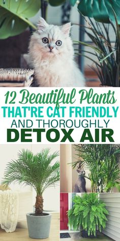 there is a cat that is sitting next to a potted plant and the caption reads, beautiful plants that are friendly and thoroughly detoxair