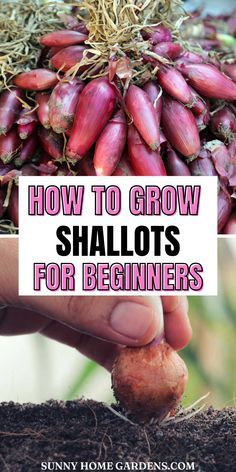 how to grow shalots for beginners in the garden with text overlay that reads, how to grow shalots for beginners