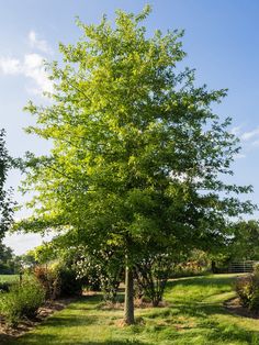 a tree in the middle of a grassy field