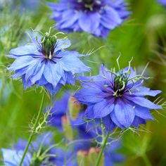 blue flowers are blooming in the garden