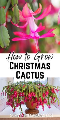 a potted plant with pink flowers and text overlay how to grow christmas cactus