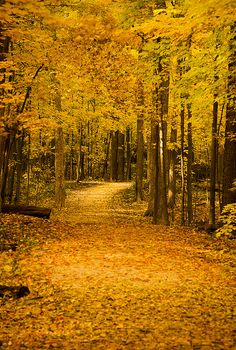 a path in the middle of a forest with lots of yellow leaves all over it