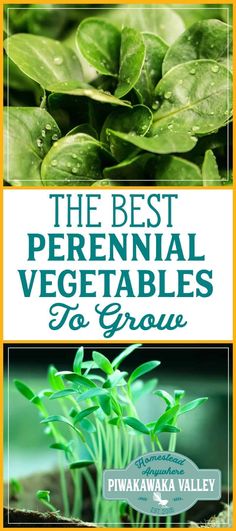 the best perennial vegetables to grow