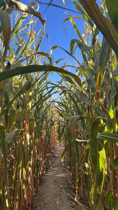 a dirt path through a corn field with lots of green and yellow plants on both sides