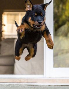 a black and brown dog jumping in the air