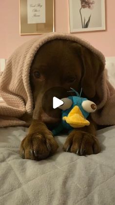 a brown dog laying on top of a bed with a stuffed duck in it's mouth