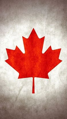 a red maple leaf on a white and gray background with space for text or image