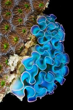 two different types of sea anemones are shown in this image, one is blue and the other is brown