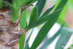 a close up view of the trunk and leaves of a palm tree with green foliage in the background