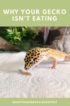 a gecko eating on top of a bed with the words why your gecko isn't eating