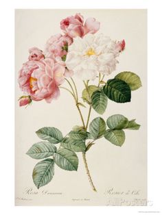 three pink and white flowers with green leaves on a white background in an antique print