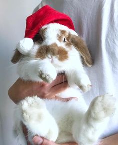 a person holding a rabbit wearing a santa hat