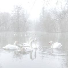 some white swans swimming in the water on a foggy day