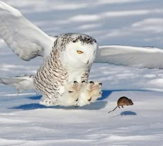 Snow Animals, Wildlife Pictures, Owl Pictures, Beautiful Owl, White Owl, Owl Bird, Snowy Owl, Amazing Animals