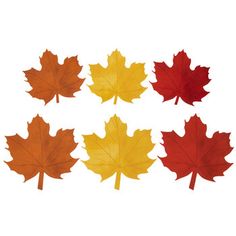 four different colored maple leaves on a white background