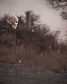 there is a skull in the middle of a field with trees and bushes behind it