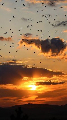 a flock of birds flying in the sky at sunset