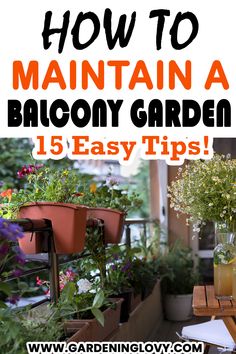 1 How To Maintain A Balcony Garden
1.1 How To Maintain A Balcony Garden-Simpler the better
1.2 How To Maintain A Balcony Garden-Get creative 
1.3 How To Maintain A Balcony Garden-Lawns all the way
1.4 How To Maintain A Balcony Garden-Adding to the décor on a budget
1.5 How To Maintain A Balcony Garden-Comfort is key 
1.6 How To Maintain A Balcony Garden-Watch your drain
1.7 How To Maintain A Balcony Garden-Be careful about climbers
1.8 How To Maintain A Balcony Garden-Choose the right plants Easy Balcony Plants, Herbs To Grow On Balcony, Balcony Ideas Apartment Pots & Planters, Madhumalti Plant In Balcony, Balcony Shade