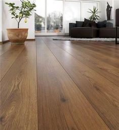 a living room filled with furniture and a potted plant on top of a hard wood floor