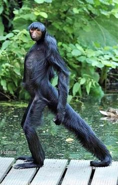 a black monkey standing on top of a wooden bridge next to water and greenery