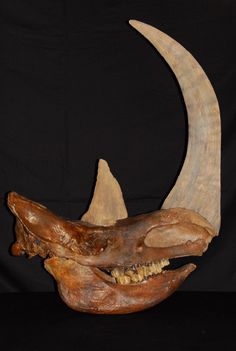 an animal's skull is shown with large teeth