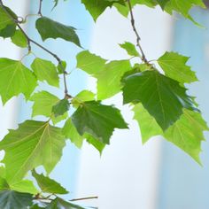 green leaves hang from a tree branch in front of a blue building with white windows