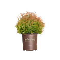 a potted plant with some brown leaves on it's top and the words southern living above it