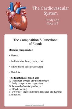 the cardiovascular system study lab notes 1 - 3 blood is composed of