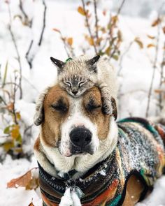 a cat is laying on top of a dog's head while it lays in the snow